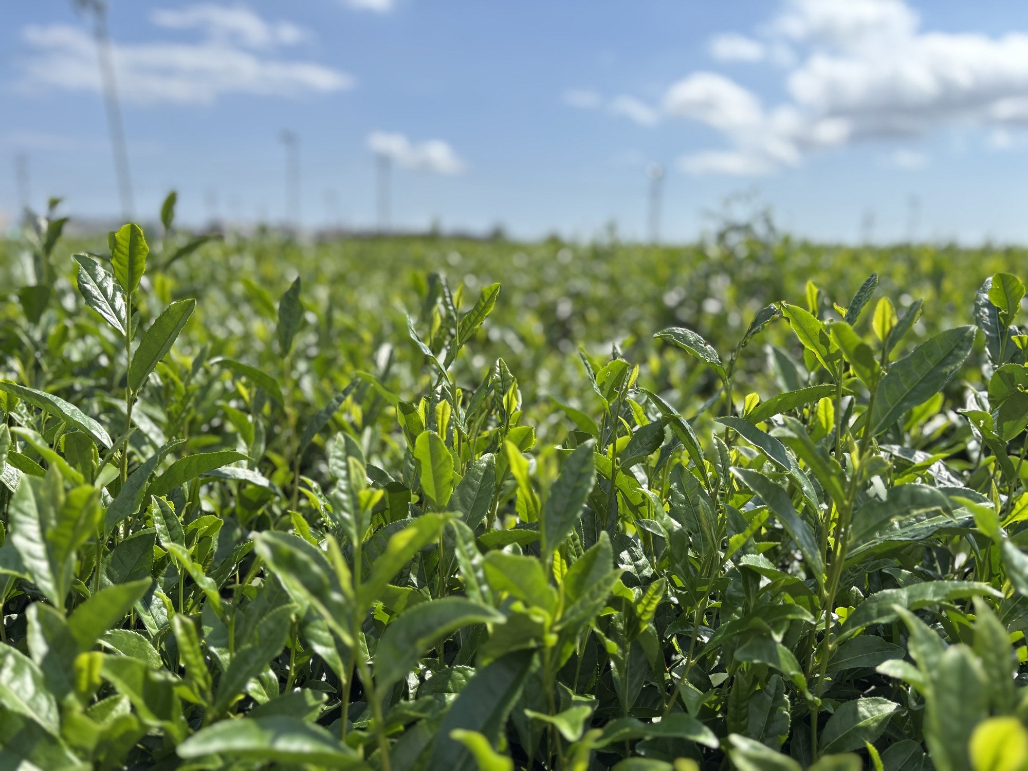 Tea leaves growing in a field