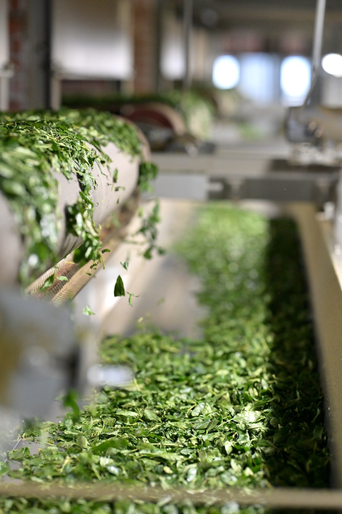 Tea processing line