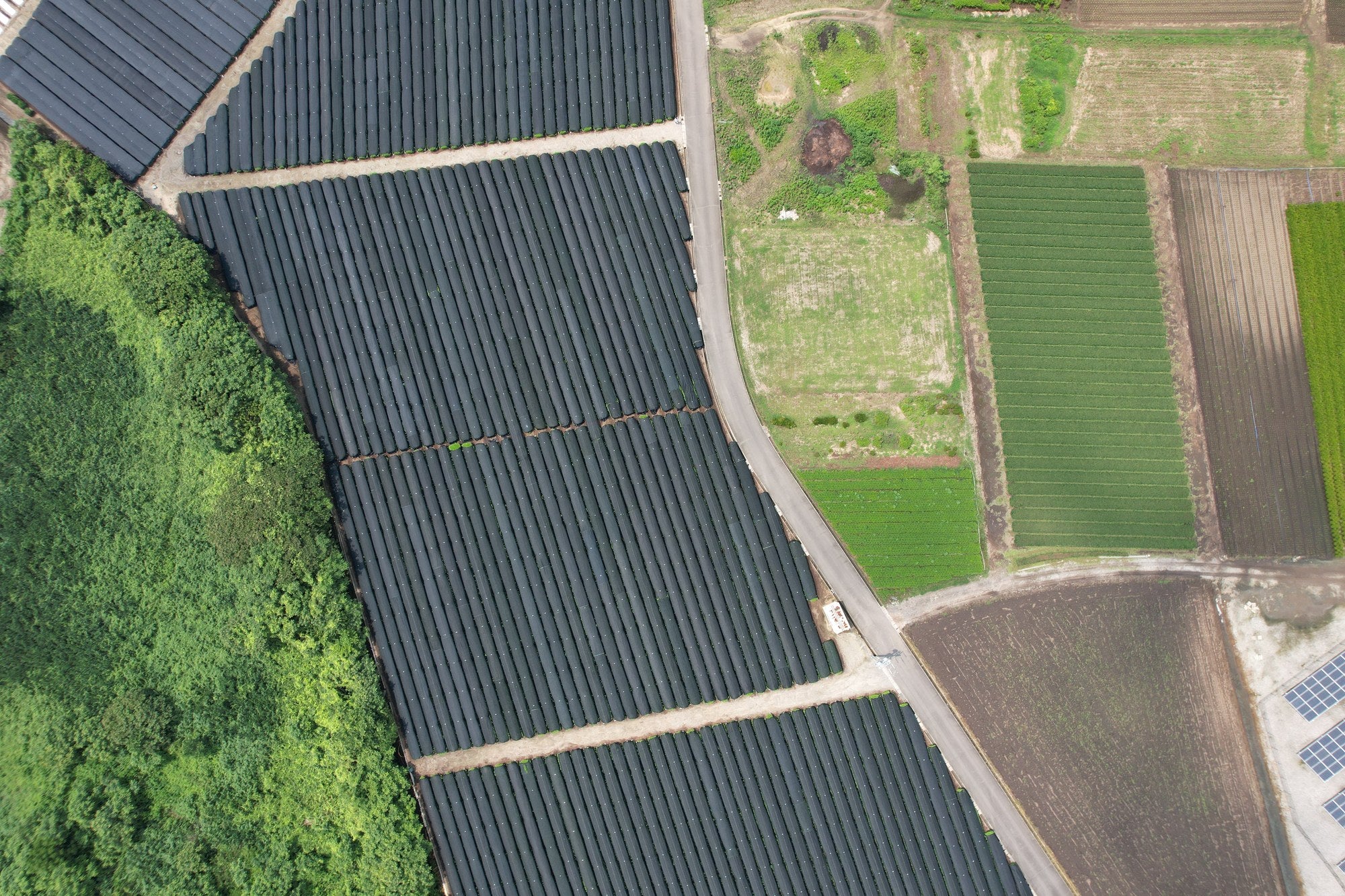 Aerial view of managed tea fields