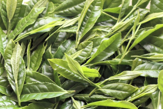 The Unique Characteristics of Japan’s Tea-Growing Regions: How Climate and Culture Shape Flavor