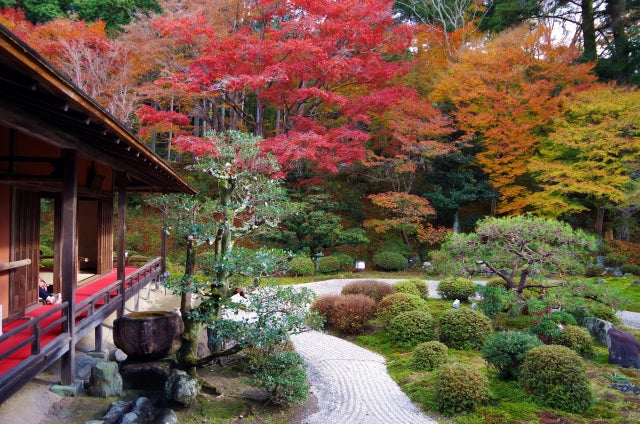 Matcha and Zen: Why Japanese Monks Still Drink This Ancient Tea