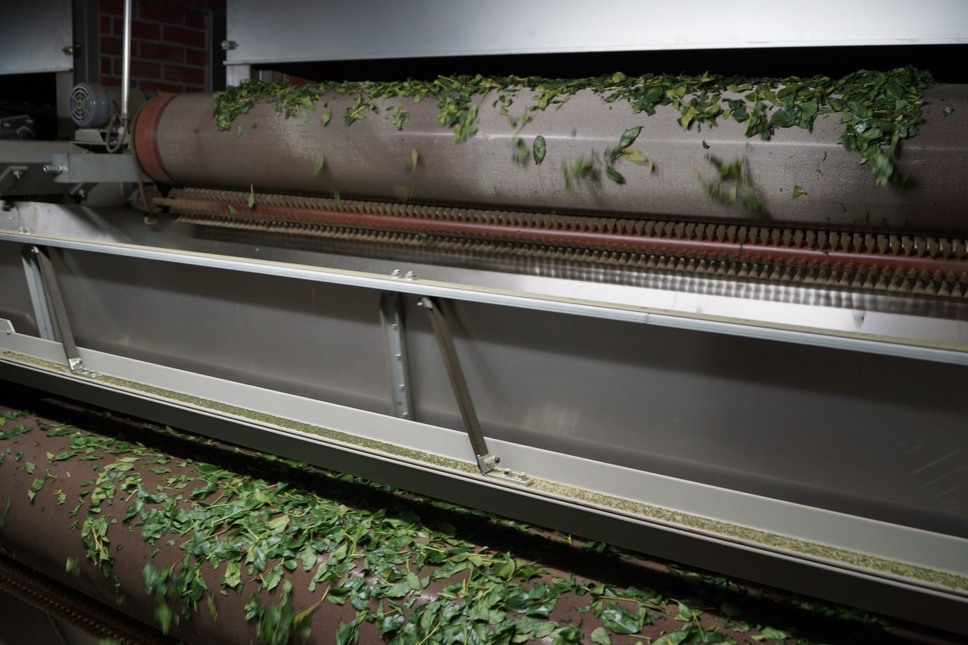 Tea leaves on a processing line