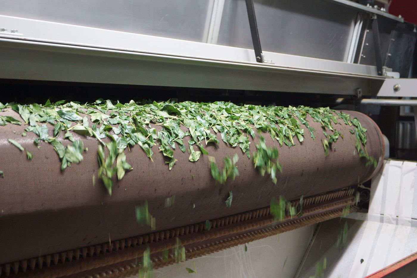 Tea processing line